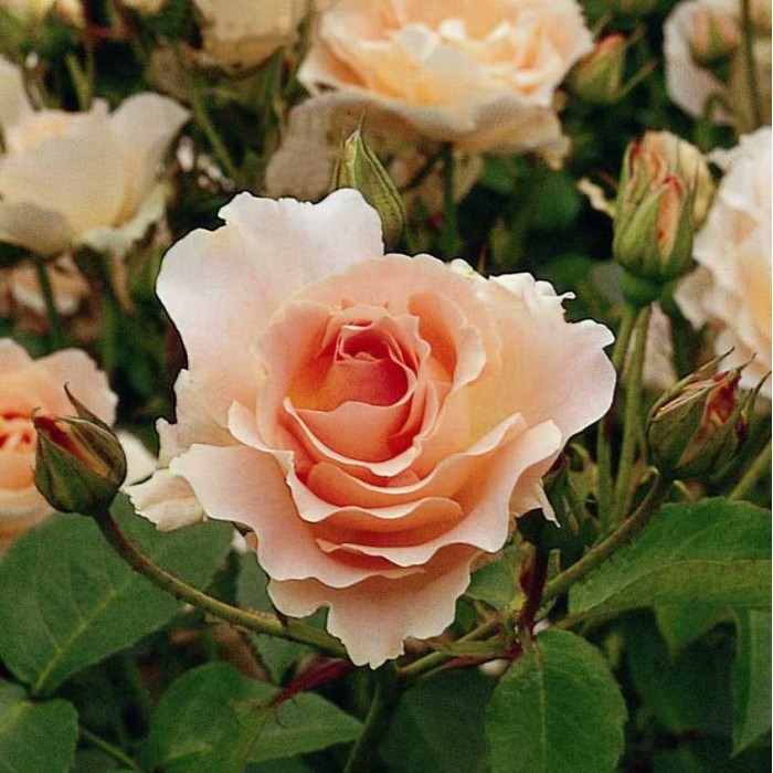 ROCOCO®
